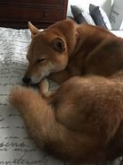 Image result for Smiling Tired Doge