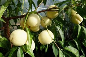 Image result for White Peach Rita