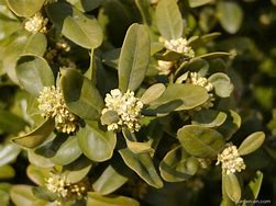 Image result for Boxwood Buxus Sempervirens