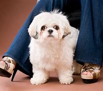 Image result for Dog Poo