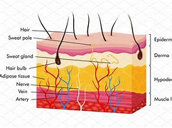 Image result for Skin Diagram Esthetics