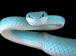 Image result for Blue Pit Viper