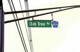 Image result for Animation Oak GIF