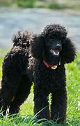 Image result for Poodle Terrier