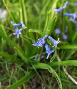 Image result for March Flower