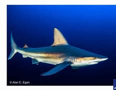 Image result for Dusky Shark Pups