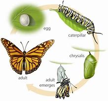 Image result for A Butterflies Life Cycle