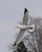 Image result for Seagull In-Flight