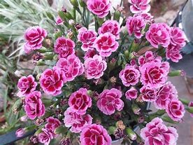 Image result for Pink June Flowere