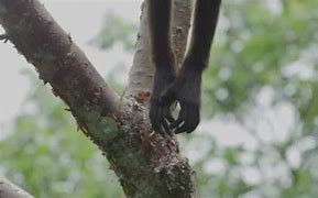 Image result for Spider Monkey Feet