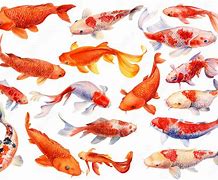 Image result for Biological Illustration of a Koi Carp