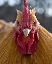 Image result for Angry Chicken