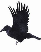 Image result for Crow Smile.gif