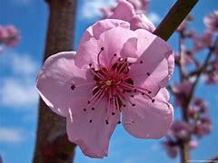 Image result for Peach 153