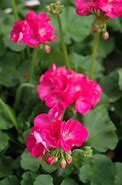 Image result for Geranium Rose Pink