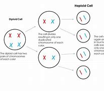 Image result for Haploid Draw