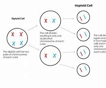 Image result for Haploid Eggs