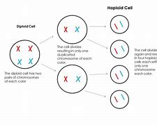 Image result for Haploid Nucleus Diagram