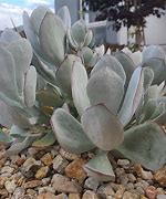 Image result for Cotyledon Succulent