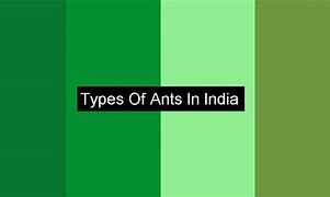 Image result for India Ant