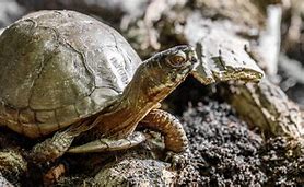 Image result for Trionychid Turtle