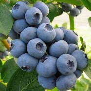 Image result for Chandler Blueberry