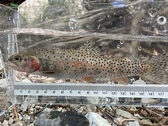 Image result for Fly Fishing Cutthroat Trout