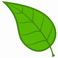 Image result for Castor Leaf PNG