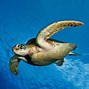 Image result for Animales Ocean