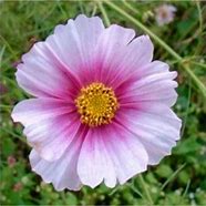 Image result for Cosmos Daydream