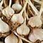 Image result for Pic of Garlic