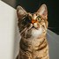 Image result for Black and Brown Tabby Cat