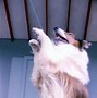 Image result for Lassie in the Balloon