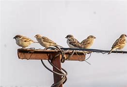 Image result for Flock of Sparrows