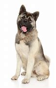 Image result for Akita AKC