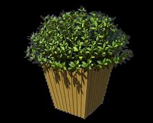 Image result for Buxus Box Plant