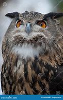 Image result for Proud Owl