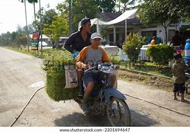 Image result for Goat On Motorcycle