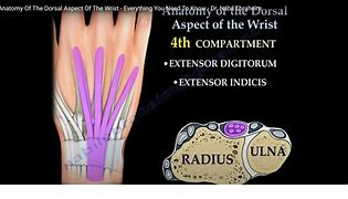 Image result for Dorsal Aspect Wrist