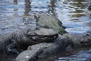 Image result for Alligator Close Up