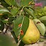 Image result for Fig Tree Diseases