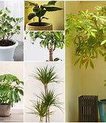 Image result for Small Indoor Tree Plant