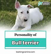 Image result for Friendly Bull Terrier