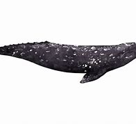 Image result for Gray Whale Pictures