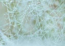 Image result for Spider Web Dew