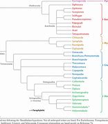 Image result for Arthropoda Phylum Tree