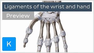 Image result for Wirist Bones