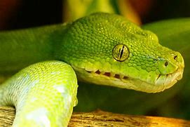 Image result for Yellow Tree Snake