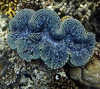 Image result for Giant Clam Attacks