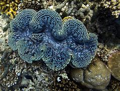 Image result for Beautiful Giant Clam